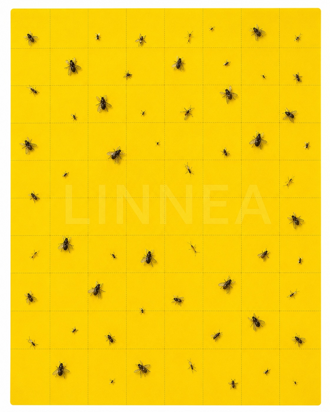 HHA yellow fly trap glue board — UVA-resistant adhesive pad with captured flying insects